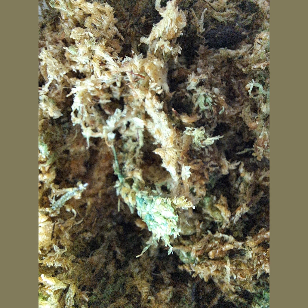 Fresh Sphagnum Moss