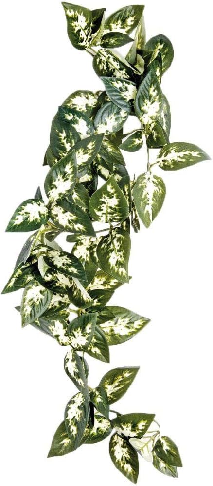 Komodo Borneo Hanging Vine,40cm