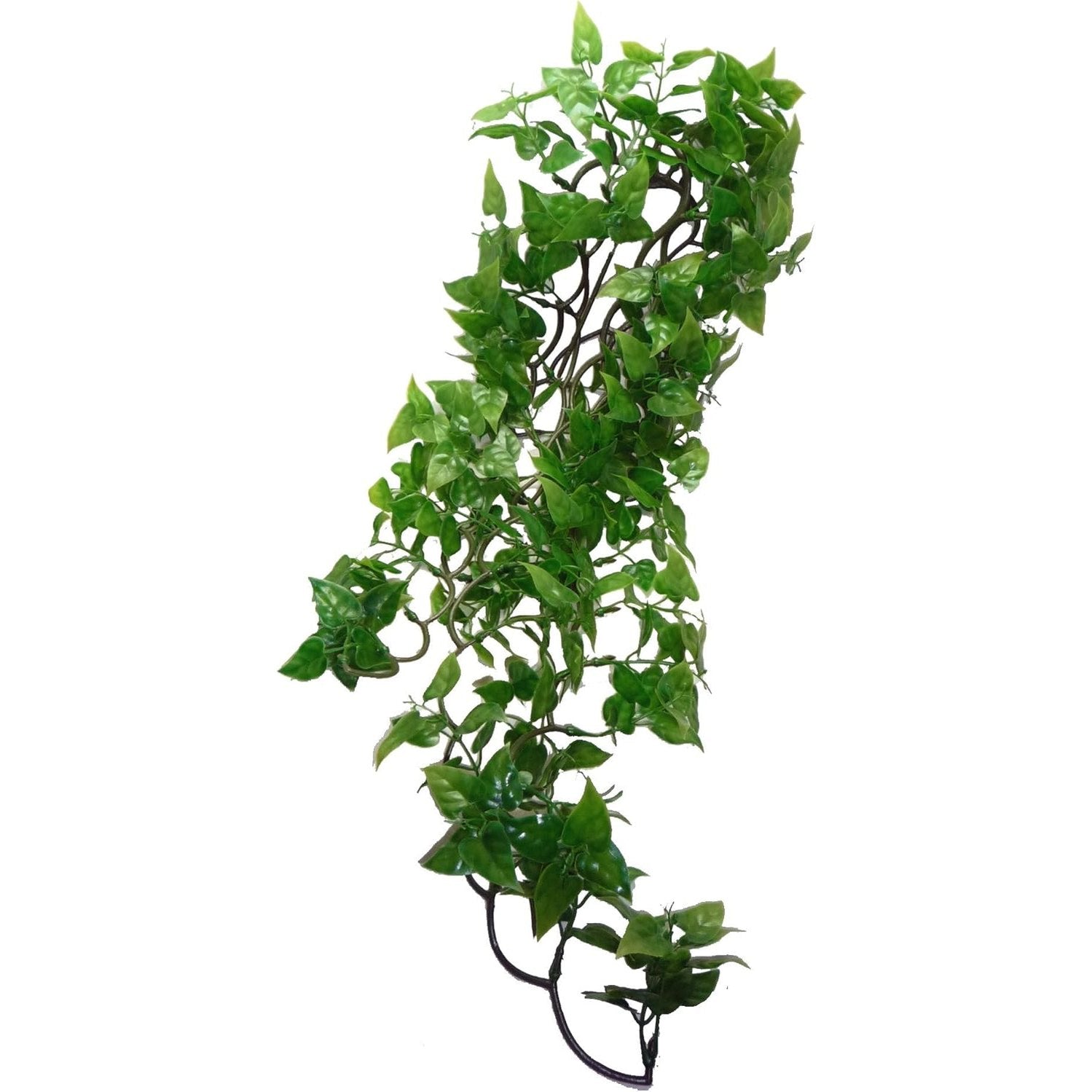 Komodo Hanging Philodendron Plant, 60 cm