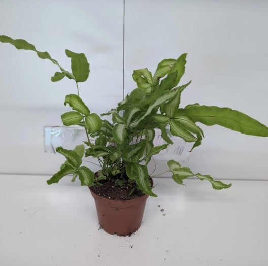 Pteris Cretica Albolineata Terrarium Fern 7cm