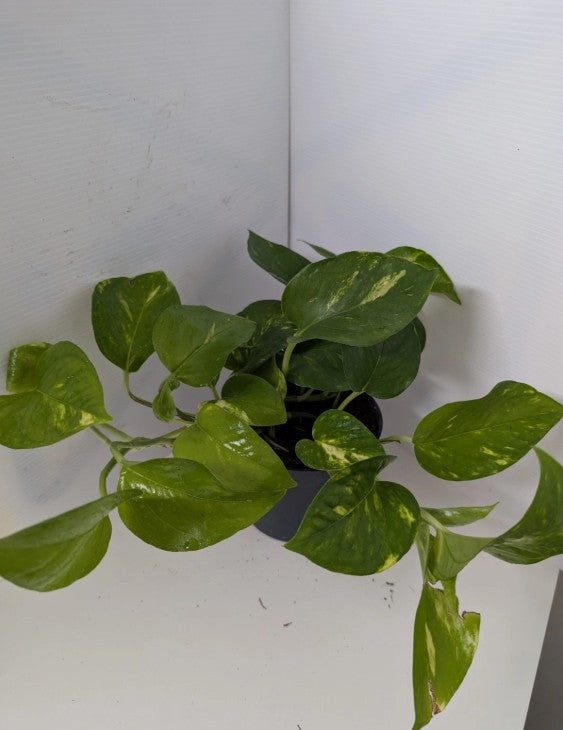 Epipremnum pinnatum ‘Aureum'