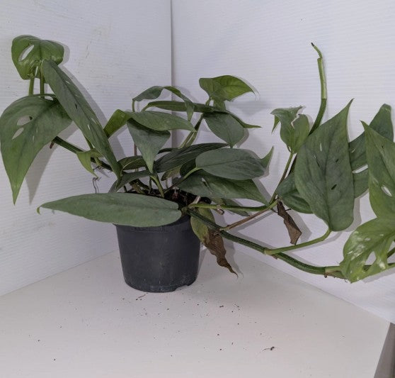 Epipremnum pinnatum ‘Cebu Blue'