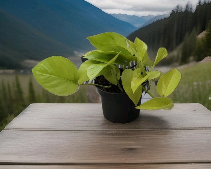 Epipremnum pinnatum ‘Golden Pothos'