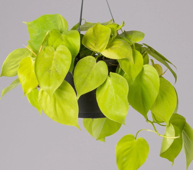 Philodendron scandens 'Lemon Lime'