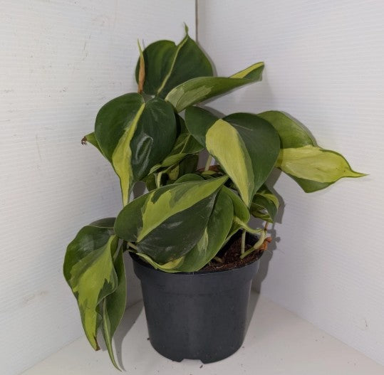 Philodendron scandens 'Brasil'