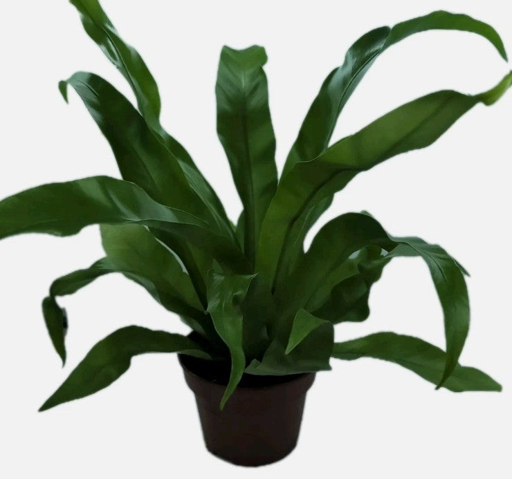 Asplenium Antiquum Birds Nest Fern