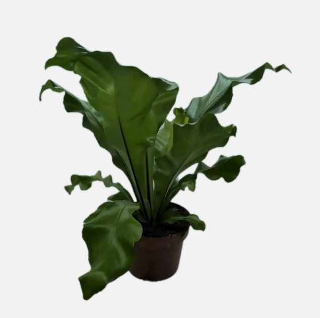 Asplenium Antiquum Birds Nest Fern Ripple leaf