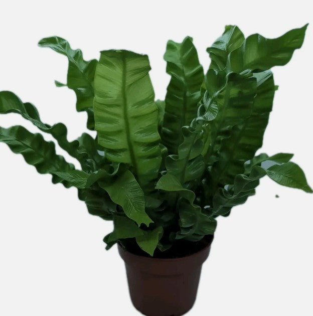 Asplenium Antiquum Birds Nest Fern Crispy Leaf