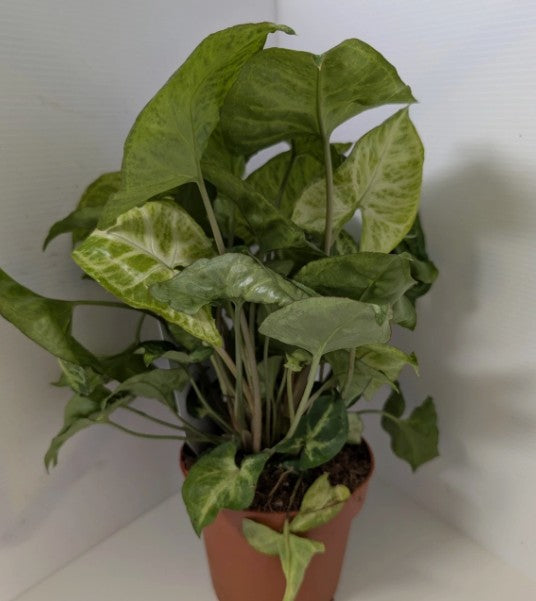 Syngonium podophyllum Arrowhead plant 12cm pot