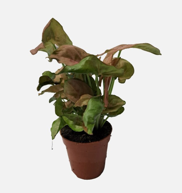 Syngonium podophyllum Arrowhead plant PINK 5cm pot