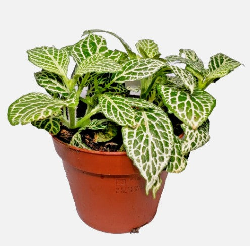 Fittonia Nerve Plant WHITE VEIN 9cm pot