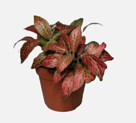 Fittonia Nerve Plant RED VEIN 9cm pot