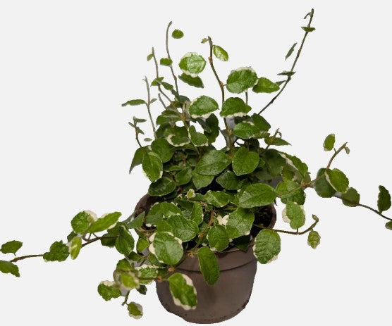 Ficus pumila ‘Variegata’ Rooted cutting