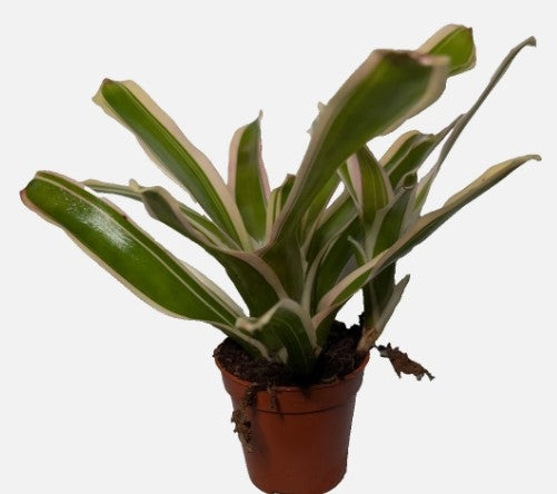 Neoregelia Fire Ball Variegated Bromeliad