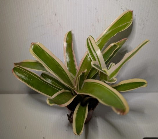 Neoregelia Fire Ball Variegated Bromeliad