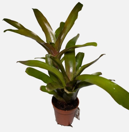 Neoregelia Fire Ball Bromeliad