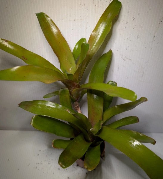 Neoregelia Fire Ball Bromeliad