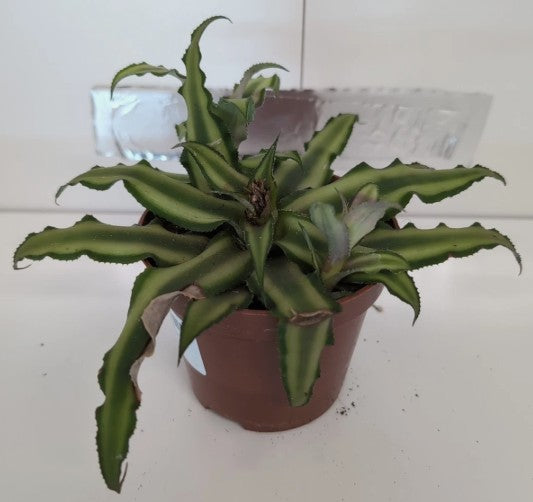Cryptanthus Earth Star bromeliad style plant 9cm pot