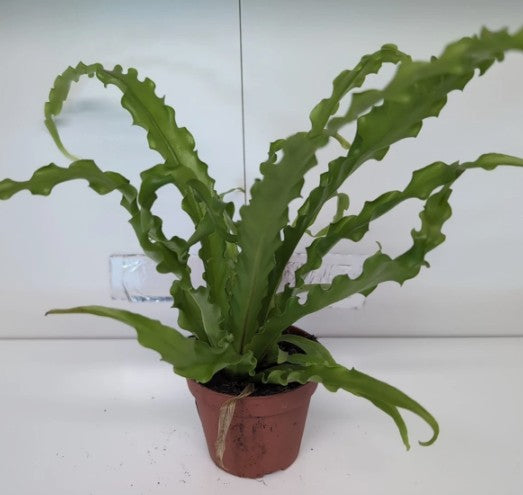 Asplenium Anti Osaka - Bird's Nest Fern 9cm