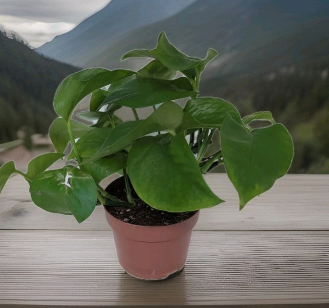 Epipremnum pinnatum ‘Jade Pothos'