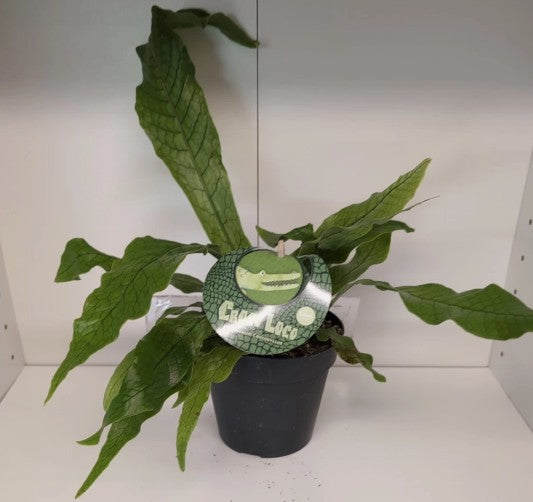 Microsorum musifolium Crocodyllus - Crocodile fern