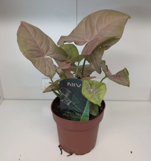 Syngonium podophyllum Confetti Arrowhead plant 12cm pot