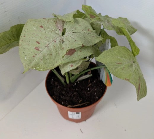 Syngonium podophyllum Confetti Arrowhead plant 12cm pot