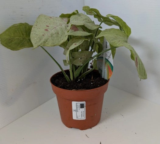 Syngonium podophyllum Confetti Arrowhead plant 12cm pot