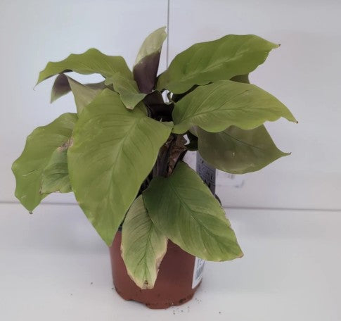 Calathea Yellow Fusion 9cm pot