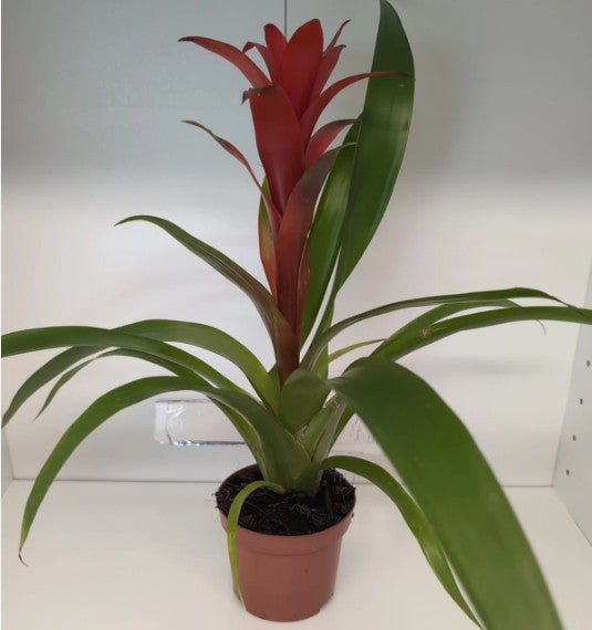 Bromeliad 'mixed colours' (Guzmania sp.) 9cm pot