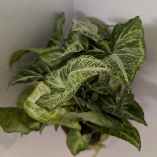 Syngonium podophyllum Arrowhead plant 12cm pot