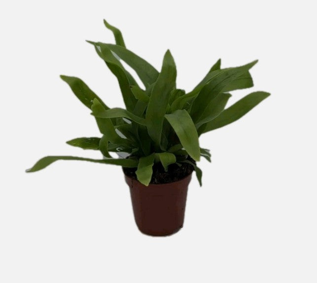 Asplenium Antiquum Birds Nest Fern small 5cm pot